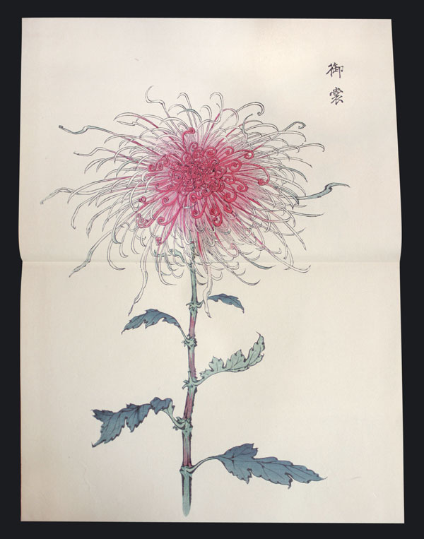 Chrysanthemum Farbholzschnittbuch color woodblock A